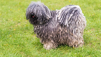 Bergamasco, Soul guardian, Dog breed, Adoption HD wallpaper