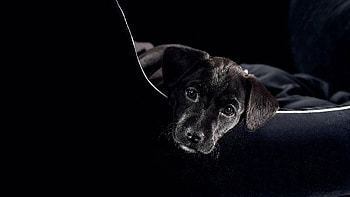 Animals, To Lie Down, Lie, Muzzle, Puppy HD wallpaper