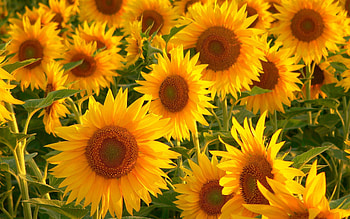 Flowers, Sunflowers, Summer, Field, Stems HD wallpaper