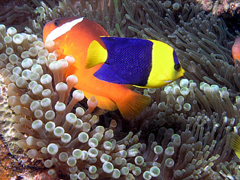 Angelfish, Bicolor Angelfish, Animal, Jooinn HD wallpaper