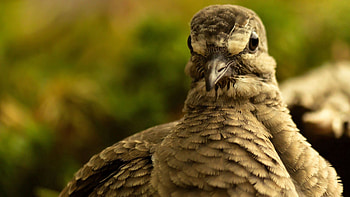 Animals, Feather, Bird, Beak HD wallpaper