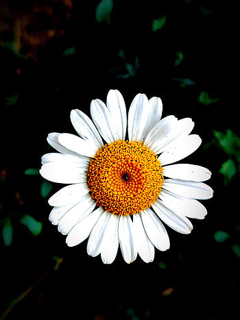 Papatya, çiçek HD phone wallpaper