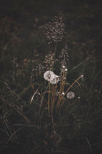 Plants, Nature, Grass, Dandelions, Bloom, Flowering, Wild HD phone wallpaper