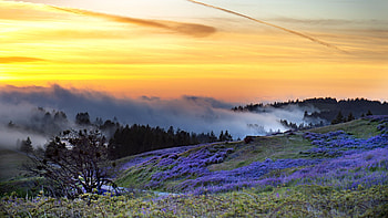 Bald Hills, Humboldt County California, lupines, blue, fog, colors, sky, flowers, usa HD wallpaper