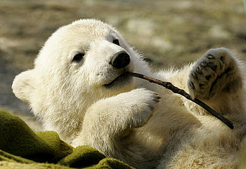 In memory of a lovely creature, Knut, sweet, berlin, knut, bear, polar HD wallpaper