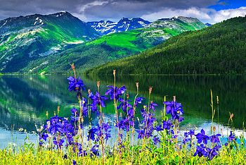 Aquilegia flowers by the mountain river, hills, view, lake, tranquil, mountain, serenity, river, beautiful, summer, wildflowers HD wallpaper