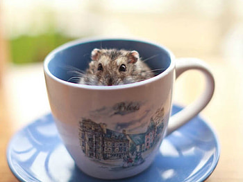 HAMPSTER IN A CUP, HAMPSTER, CUTE, , CUP HD wallpaper