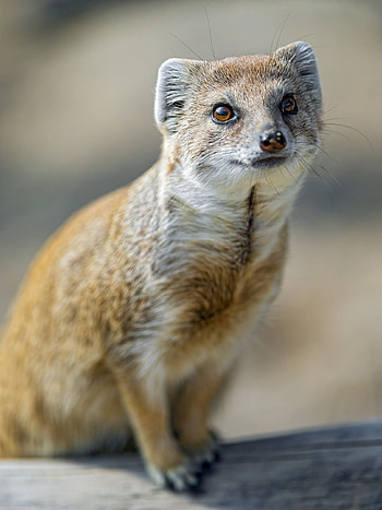 Mongoose, Cute animal, Beautiful wildlife, Playful creature HD phone wallpaper