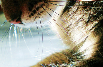 Cute, cute cat, cat, animals HD wallpaper