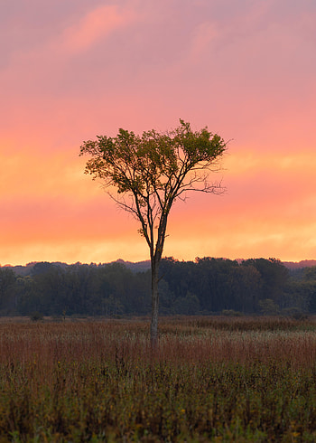 Nature, Sunset, Grass, Wood, Forest, Tree, Branches HD phone wallpaper