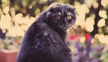 Animals, Glare, Cat, Muzzle, Thick, Fat, Look Around, Look Back HD wallpaper