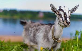 Animals, Grass, Sight, Opinion, Animal, Nice, Cute, Goat HD wallpaper