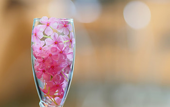 Flowers, Glass, Pink, Petals HD wallpaper