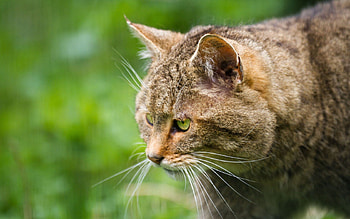 Animals, Cat, Muzzle, Profile, Wild, Forest Cat HD wallpaper