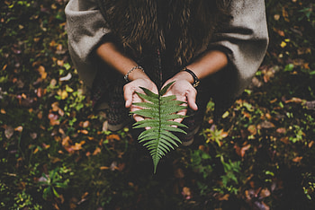 Nature, Autumn, Palms, Fern, Palm, Sheet, Leaf, Hands HD wallpaper