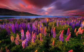 Springtime Rush, lupines, hills, blossoms, clouds, sky, sunset, lake HD wallpaper