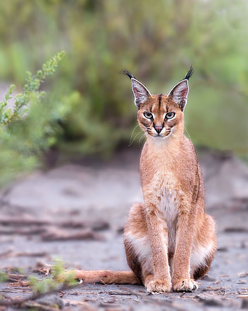 Diverse caracal species, Stunning wild cat, Exquisite features, Fascinating creatures HD phone wallpaper