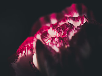 Flower, Macro, Petals HD wallpaper