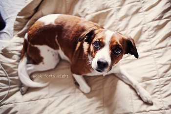 Animals, Dog, House, Coziness, Comfort HD wallpaper