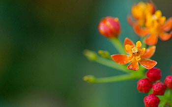 Grass, Background, Flowers, Macro, Glare, Stem, Stalk HD wallpaper