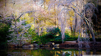 beautiful park pond, blossoms, trees, rocks, park, pond HD wallpaper
