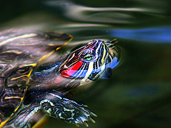 Turtle Swim, swim, turtle, cool HD wallpaper