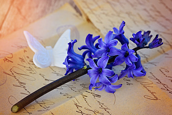 Hyacinth, Nature's beauty, Blue hyacinth bloom, Jooinn HD wallpaper