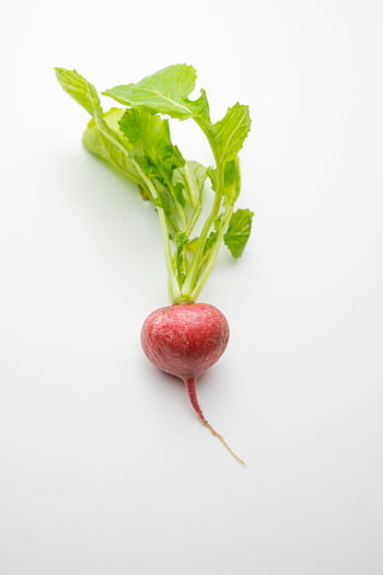 Close-up of a fresh red radish with green leaves on a white background. HD phone wallpaper
