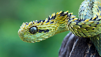 Preview snake HD wallpaper