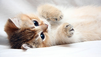 Ultra kitten, Cute cat , Baby cats, Pet lover's delight HD wallpaper
