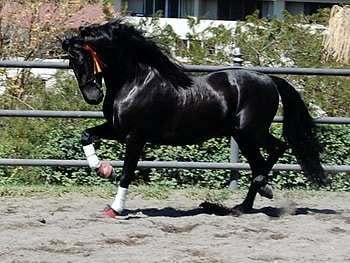 Shiny Beauty, spanish, andalusian, horses, black, shiny HD wallpaper