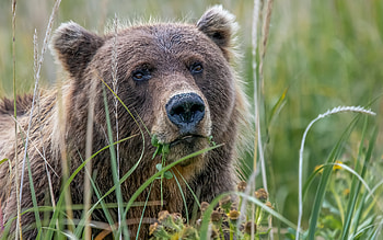 Bear, animal, nature, field HD wallpaper