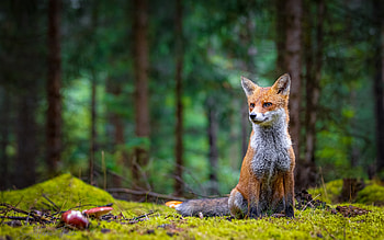Fox Cub, cute, animal, cub, fox HD wallpaper