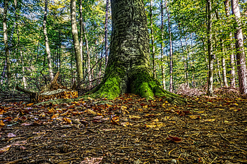 Nature, Autumn, Wood, Tree, Foliage, Moss, Root HD wallpaper