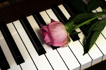 Rhapsody in pink, rose, piano, drops, romantic, water HD wallpaper
