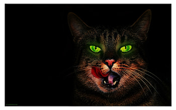 Animals, Cats HD wallpaper