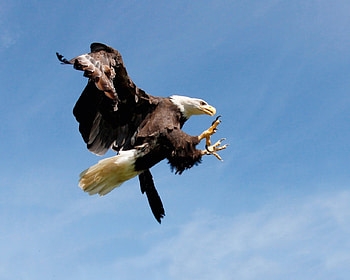 Hunting Eagle, animal, wings, eagle, bird, sky, predator, bald HD wallpaper