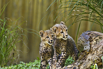 Animals, Cheetah, Predators, Young, Wildlife, Cubs HD wallpaper