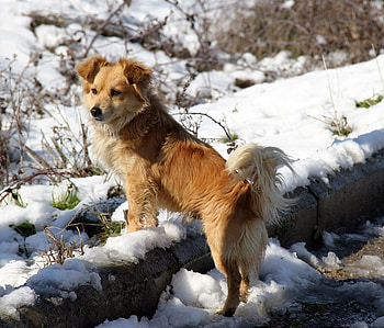 Dog in the snow, winter, animal, dog, puppy, snow, nature HD wallpaper