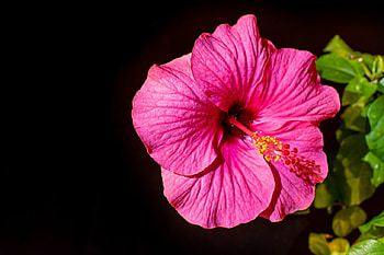 Pink Hibiscus, Black, Hibiscus, Bloom, Pink HD wallpaper