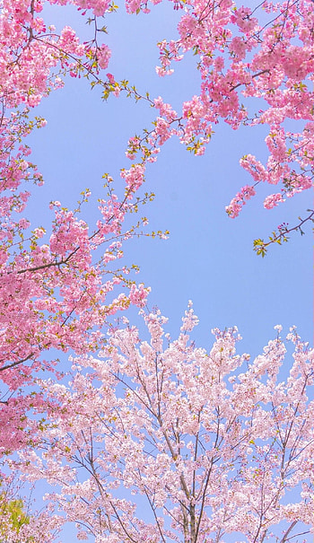 Spring break, sky, natural_landscape HD phone wallpaper