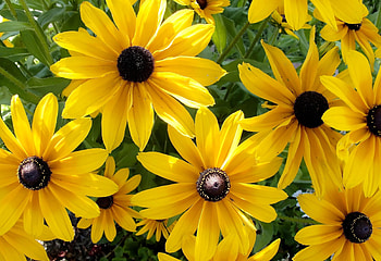 Flowers, Close-Up, Solar, Rudbekia, Rudbeckia HD wallpaper