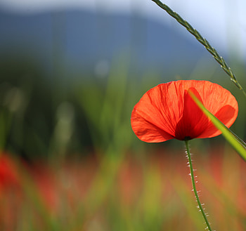 Flowers, Bud, Blur, Smooth, Poppy HD wallpaper