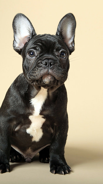 French Bulldog, Puppy , Cute animals, resolution HD phone wallpaper