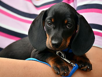 Cute dachshund puppy resting on a person's arm, wrapped in a colorful striped shirt. HD wallpaper