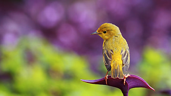 Animals, Dogs, Violet HD wallpaper