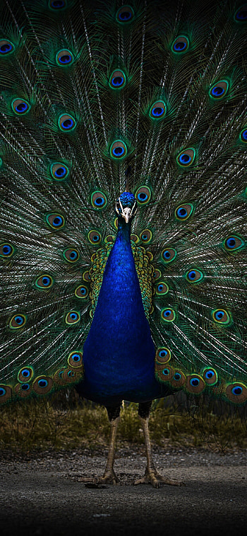 Peacock , Peafowl zoo, Dark colors, Animals HD phone wallpaper