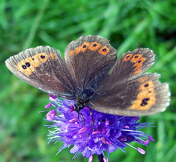 butterfly feeding, feeding, garden, butterfly, flower HD wallpaper