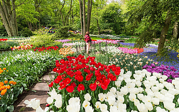 Keukenhof Gardens, Netherlands, spring, blossoms, daffodils, colors, trees, tulips HD wallpaper