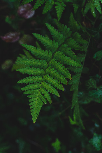 Macro, Fern, Wet, Dew, Leaflet HD phone wallpaper